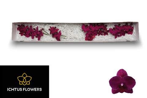 Фалинопсис Монтро x25, шт.