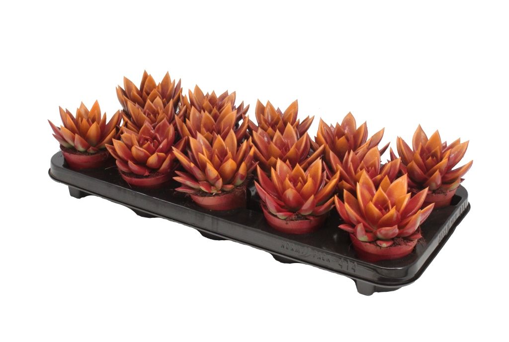 Miranda bicoloured red/orange, D 8,5