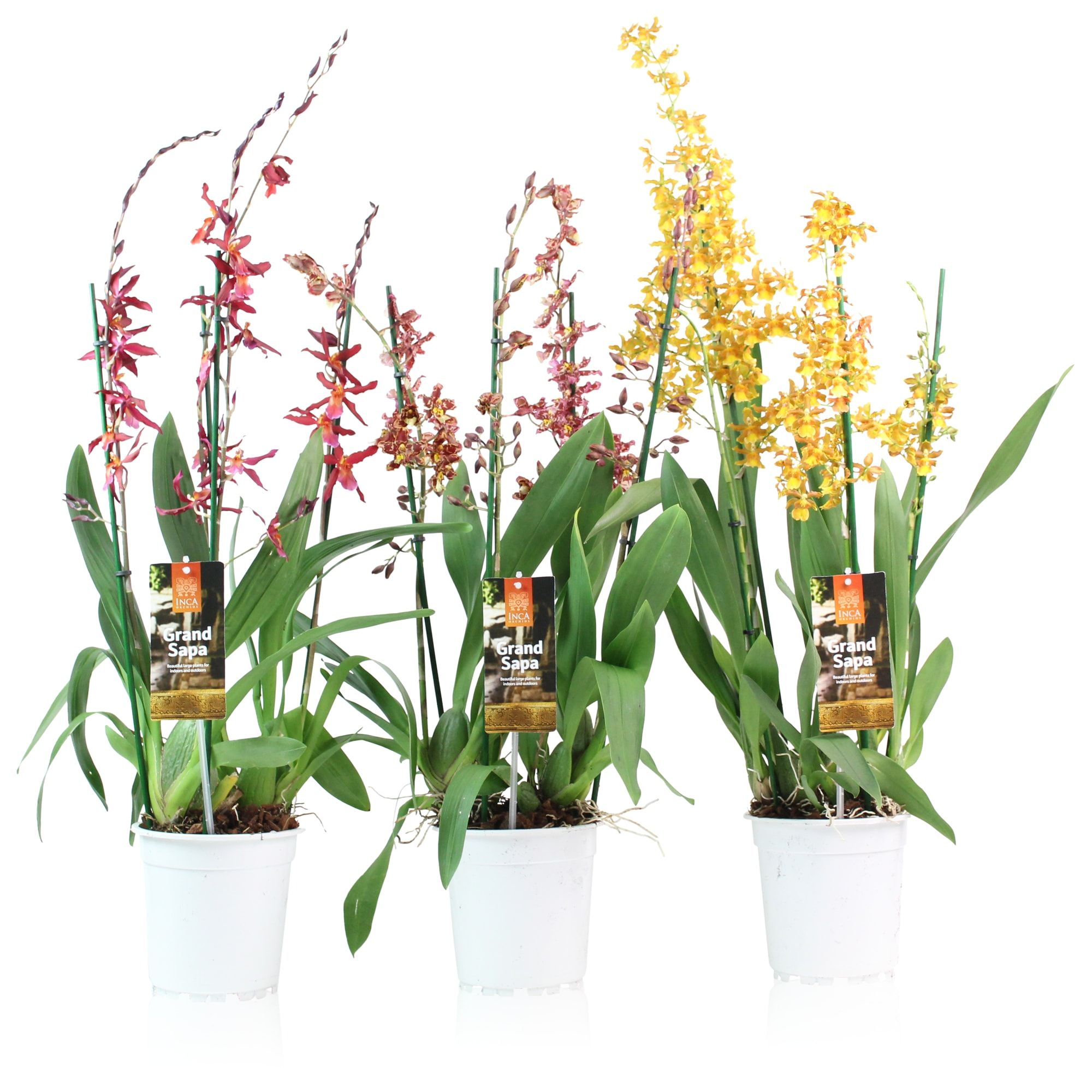 Inca Grand Sapa Cambria 4 spike mix 17cm touve, D 17