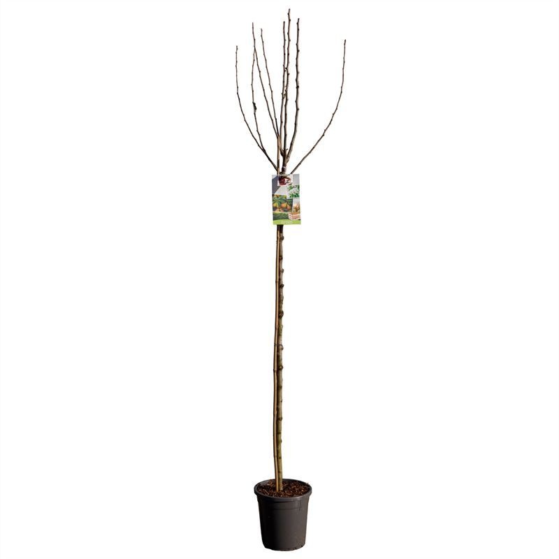 Pyrus comm. Gieser Wildeman hoog VERS GEPOT, Stoofpeer, D 31