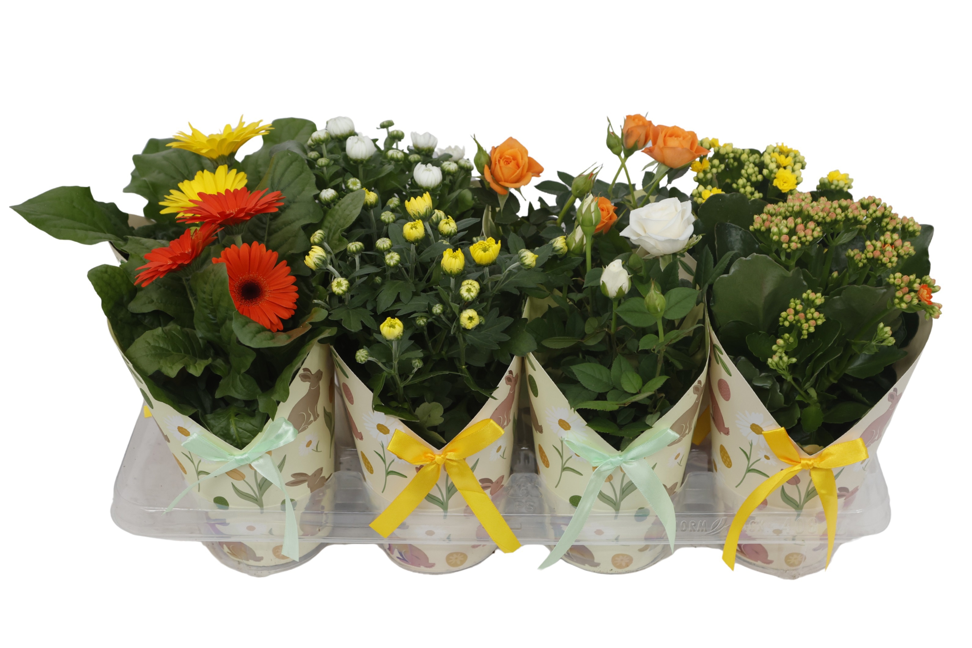 Bloeimix 12cm | Pasen | Mix | Bunny cover geel/groen, D 12