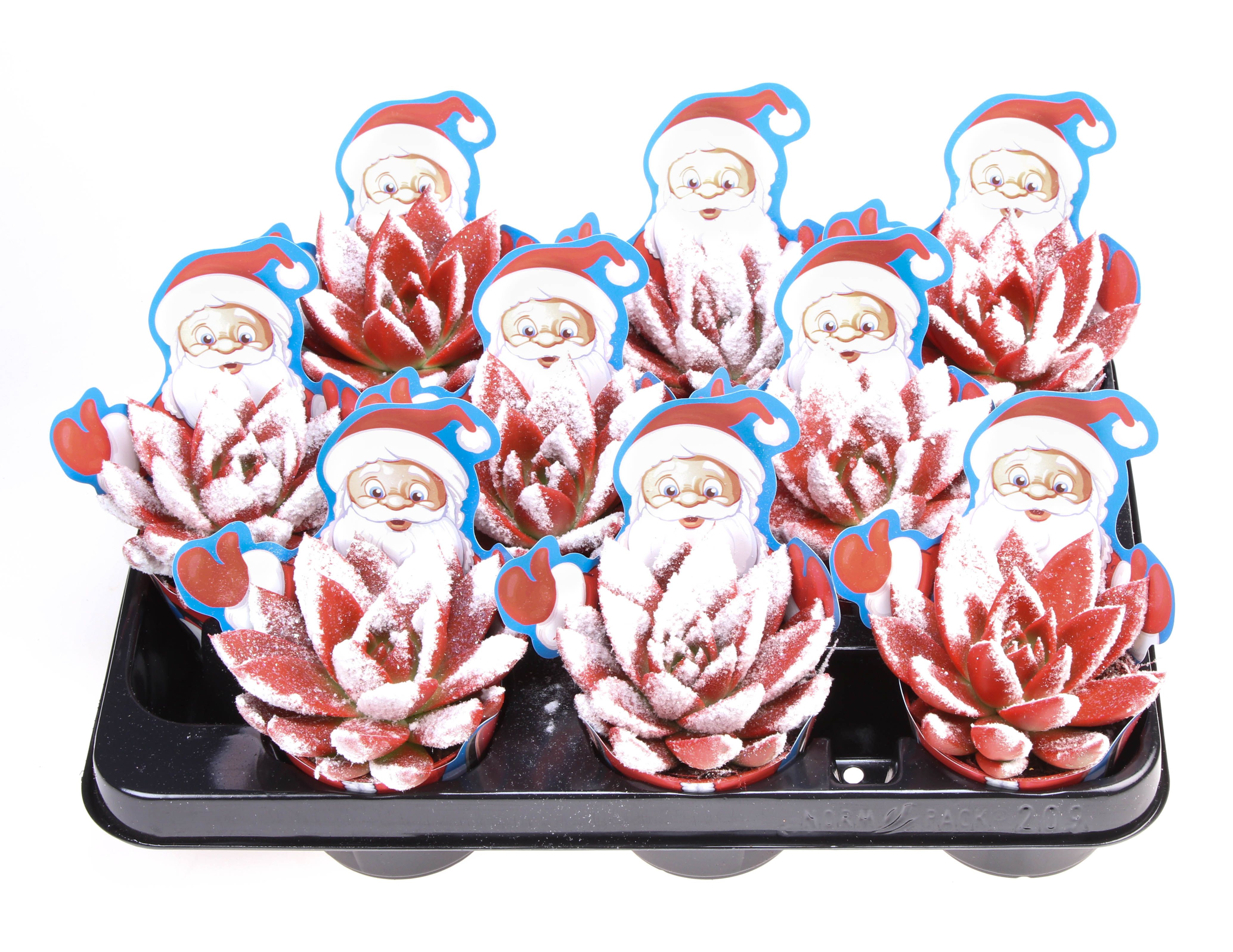 Potcover santaclaus miranda snowy + bio snow, D 8,5