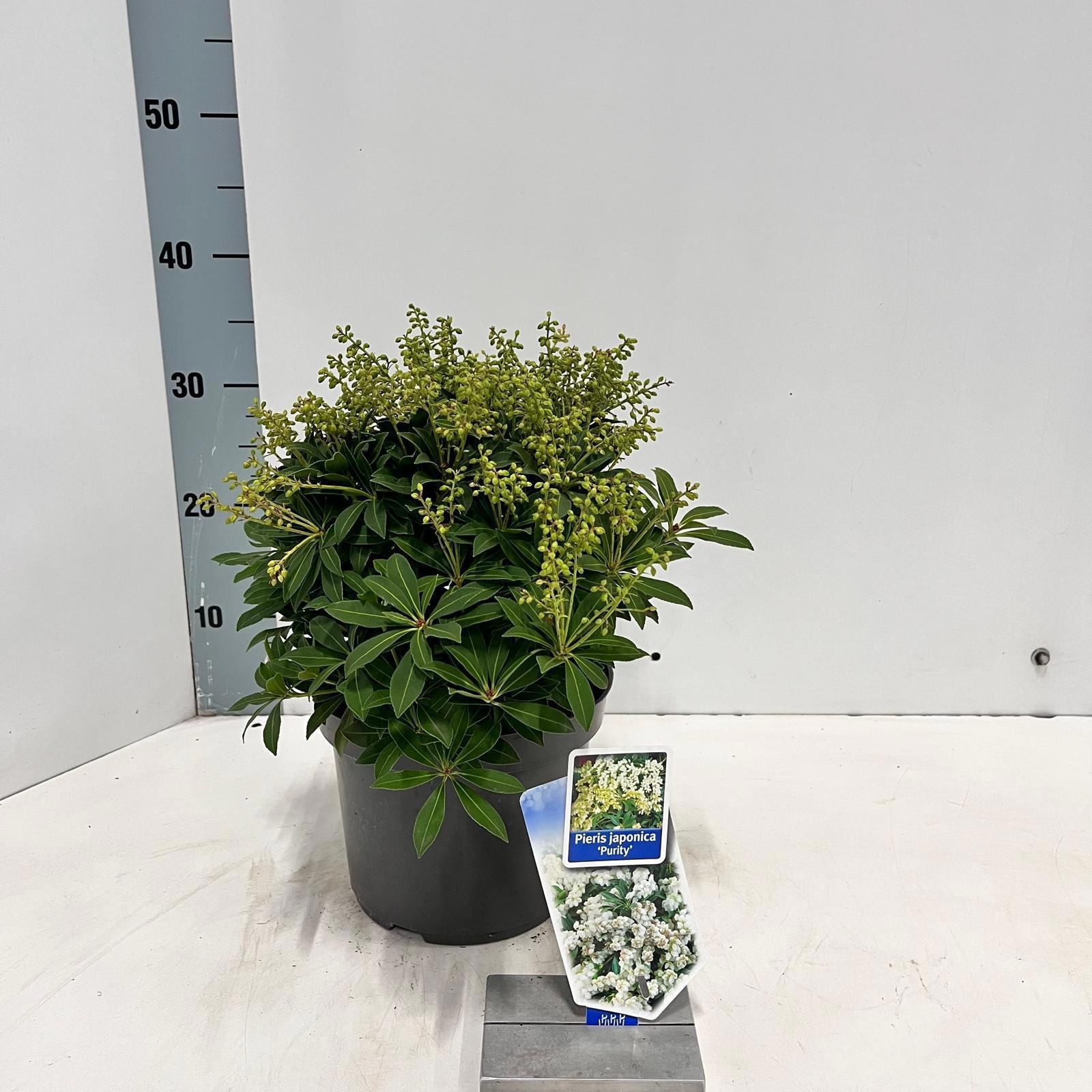 Pieris jap. ‘Purity’, D 19