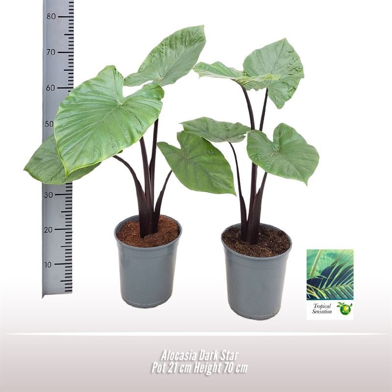 Alocasia Dark Star, D 21
