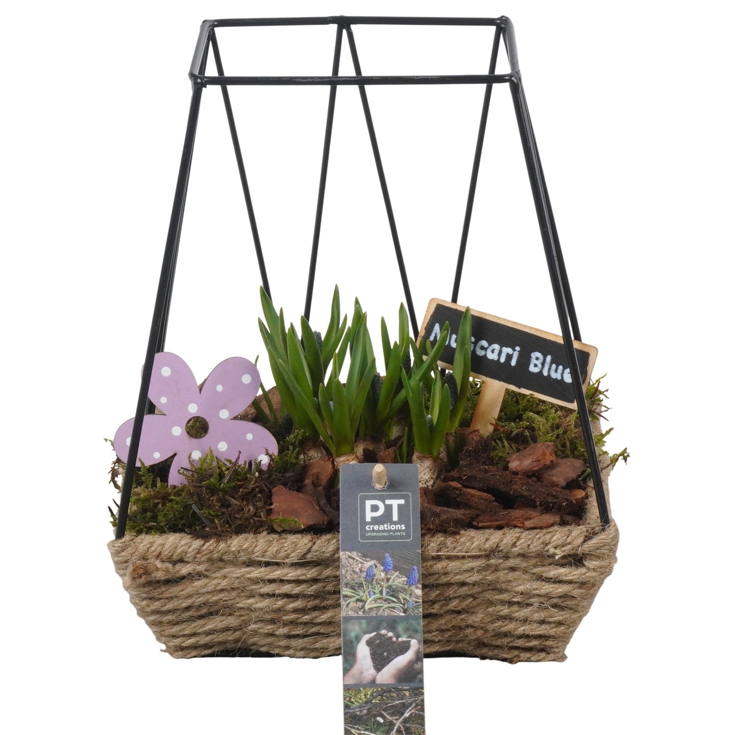 PTMB6246 Arrangement Muscari Blue in metalen mand met touw, D 19