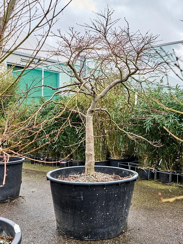 Acer pal. diss. 'Garnet', D 92