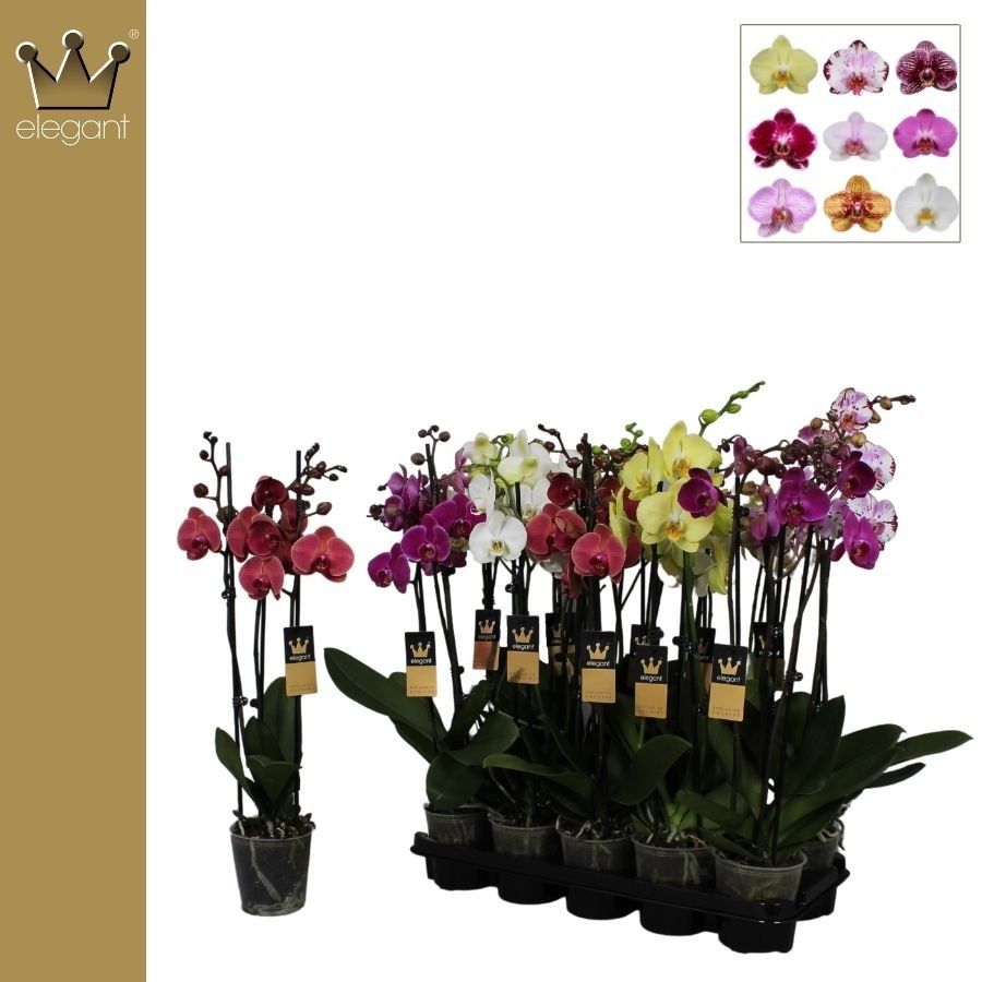 Phalaenopsis 3 tak, gemengd 22+ bloem, D 12