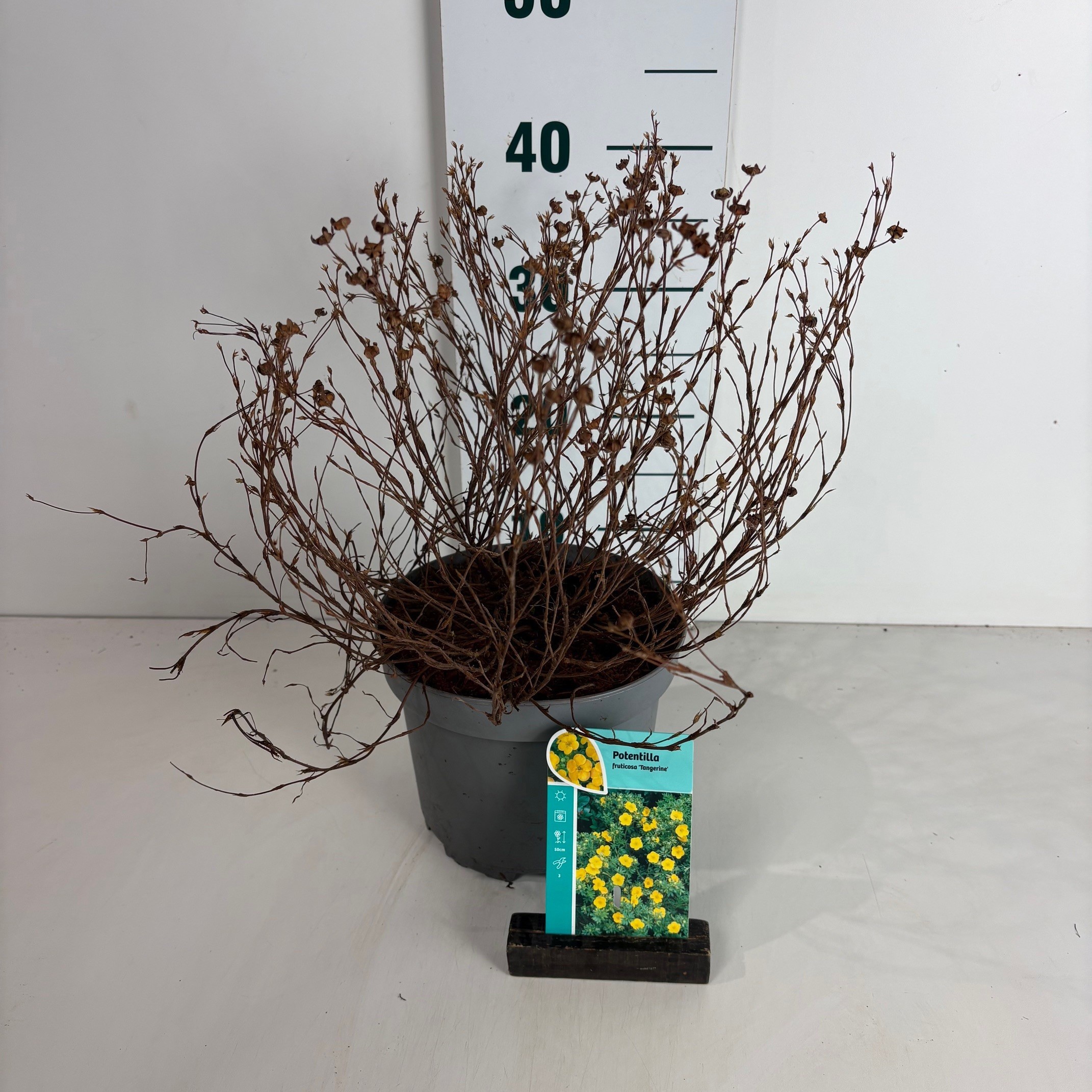 Potentilla fruticosa Tangerine, D 20