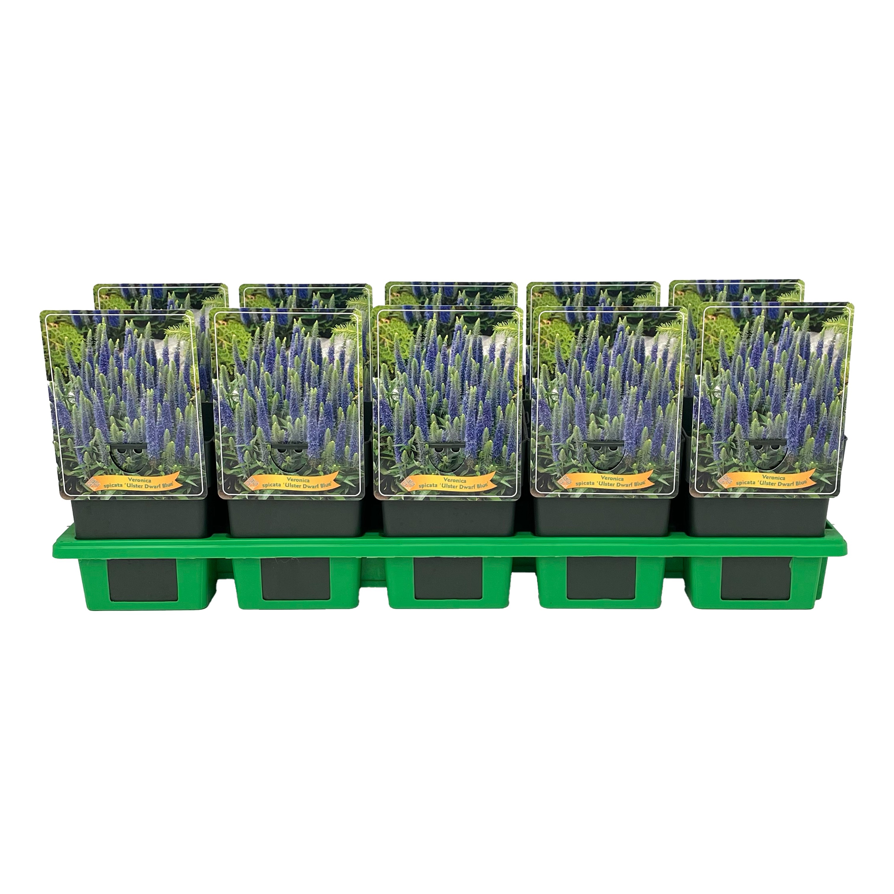 Veronica spicata 'Ulster Dwarf Blue' P11, D 11