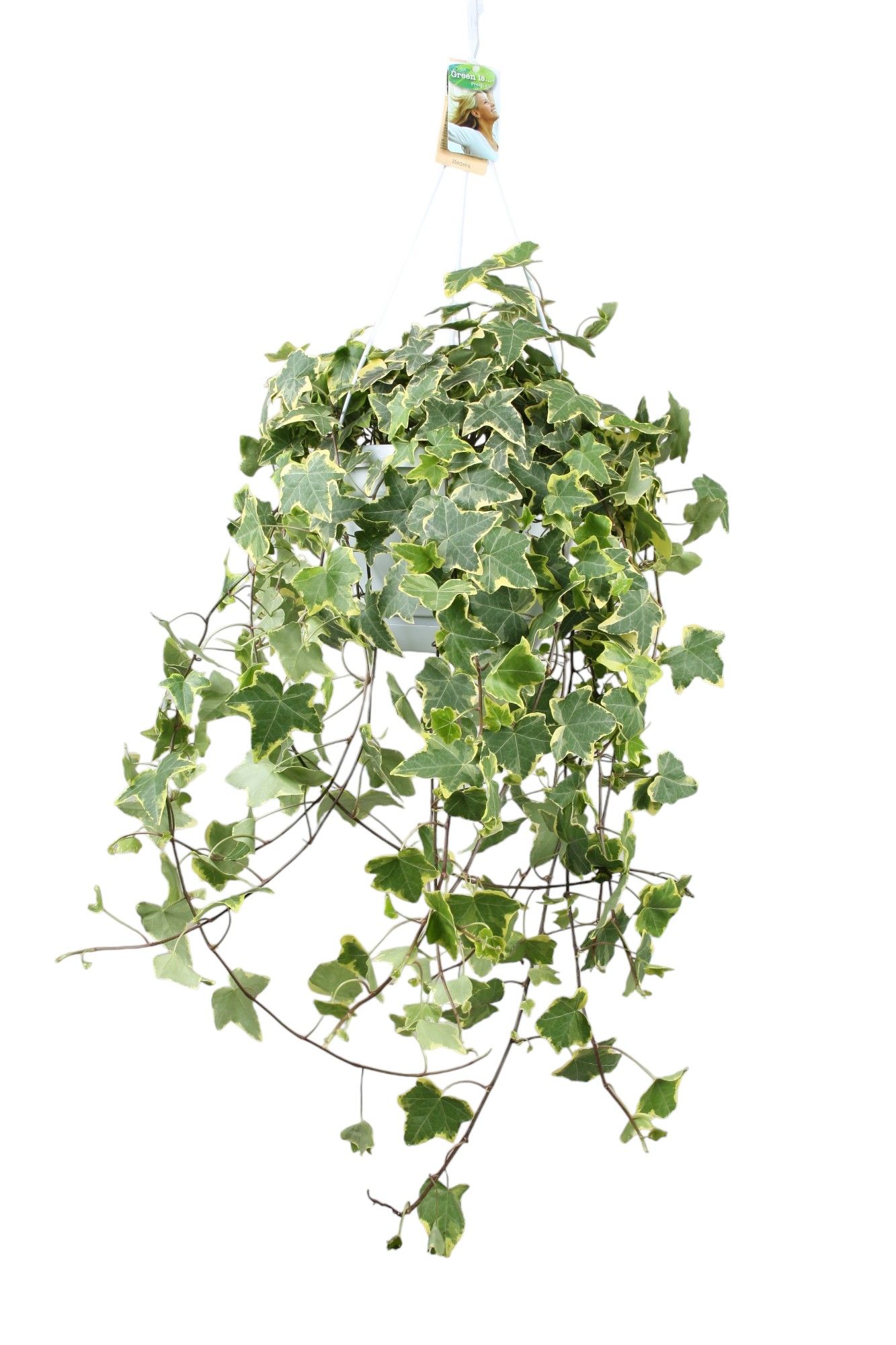 Hedera helix Gold Child - hang/XXL, D 24