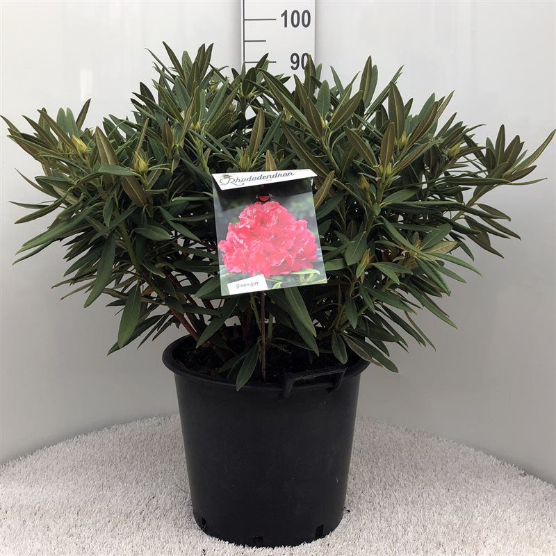 Rhodo. 'Ana' pink/red, D 40