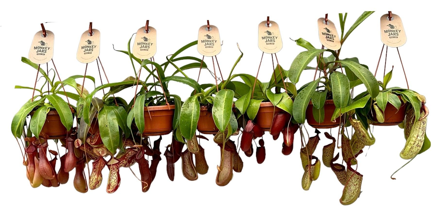 Nepenthes Monkey Jars mix, D 14