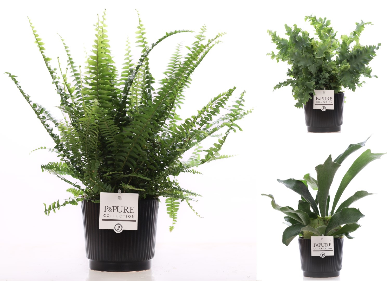 Varenmix in Pure Liv, D 12