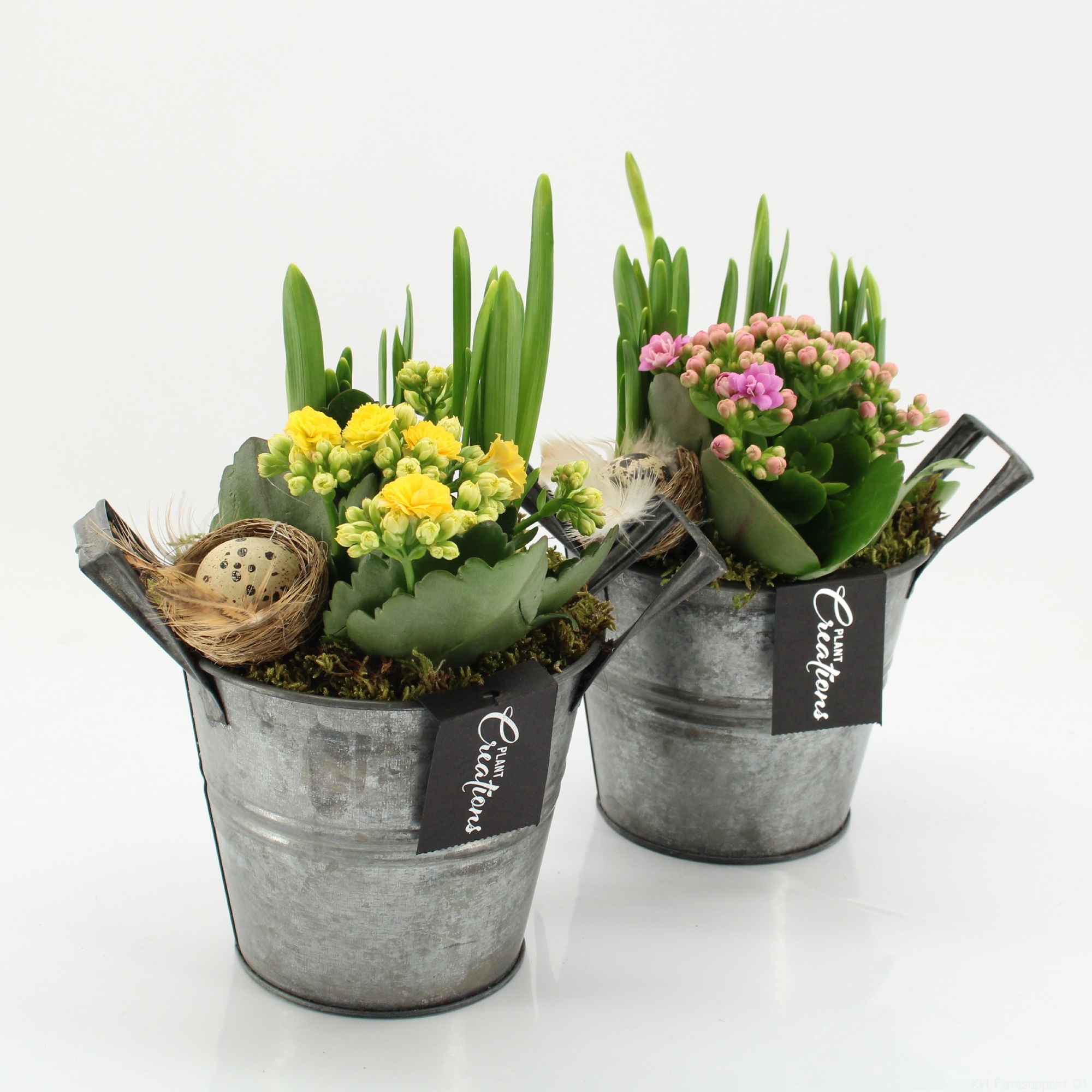 PNCR-2618 Paas narcis creatie, D 14