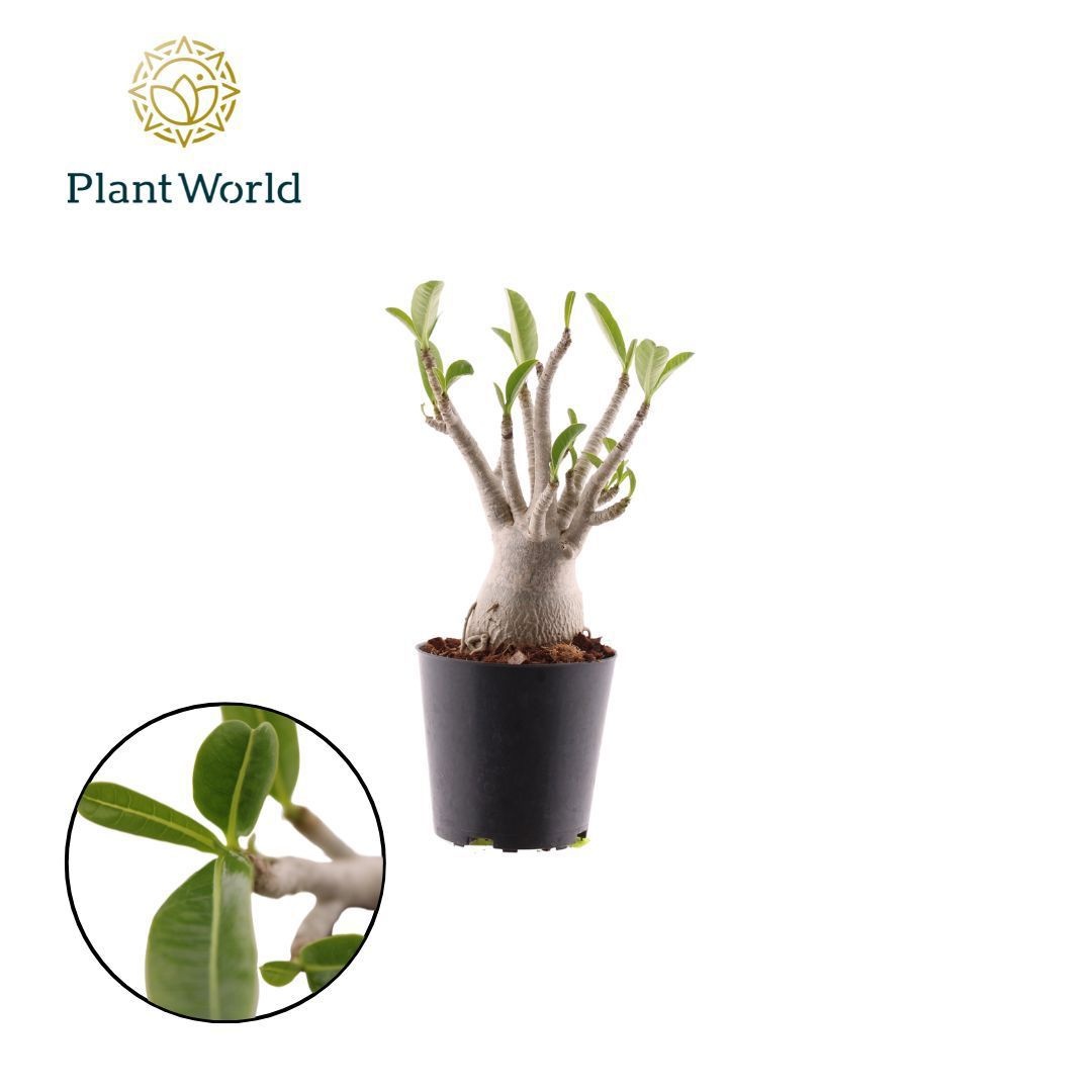 Adenium obesum, D 12