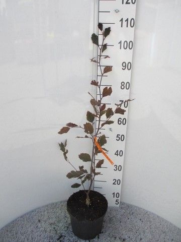 Fagus sylv. Purpurea Tricolor 60-80 P23, D 23