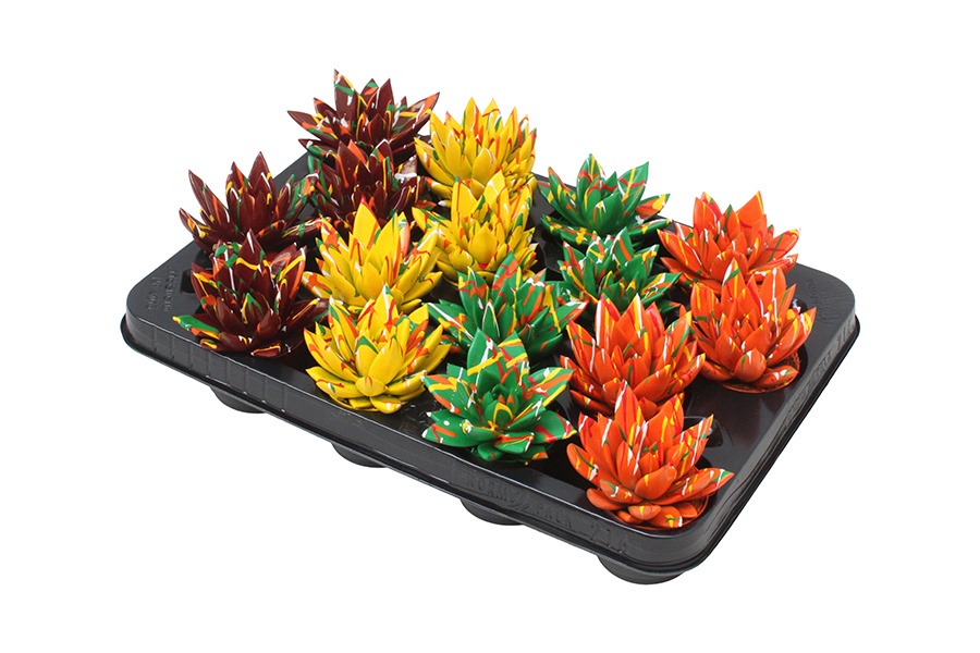 Miranda coloured Splash autumn mix, D 6