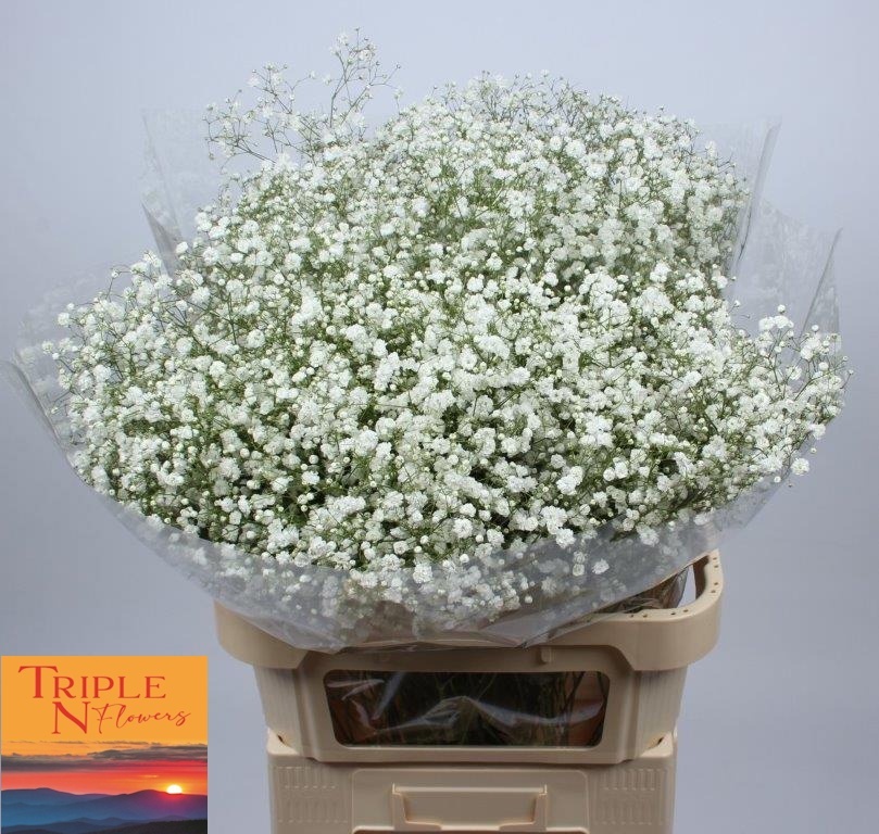 Гипсофила Экселенс 80 (бел.), шт.