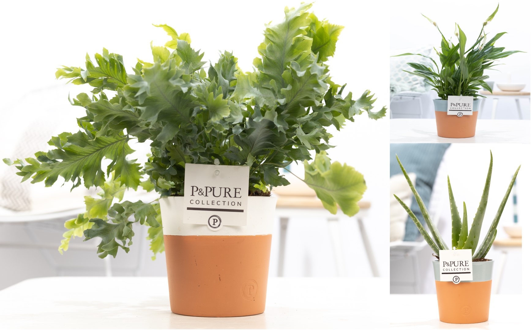 Groene planten mix icm P&PURE Terra Cotta ass.2, D 12