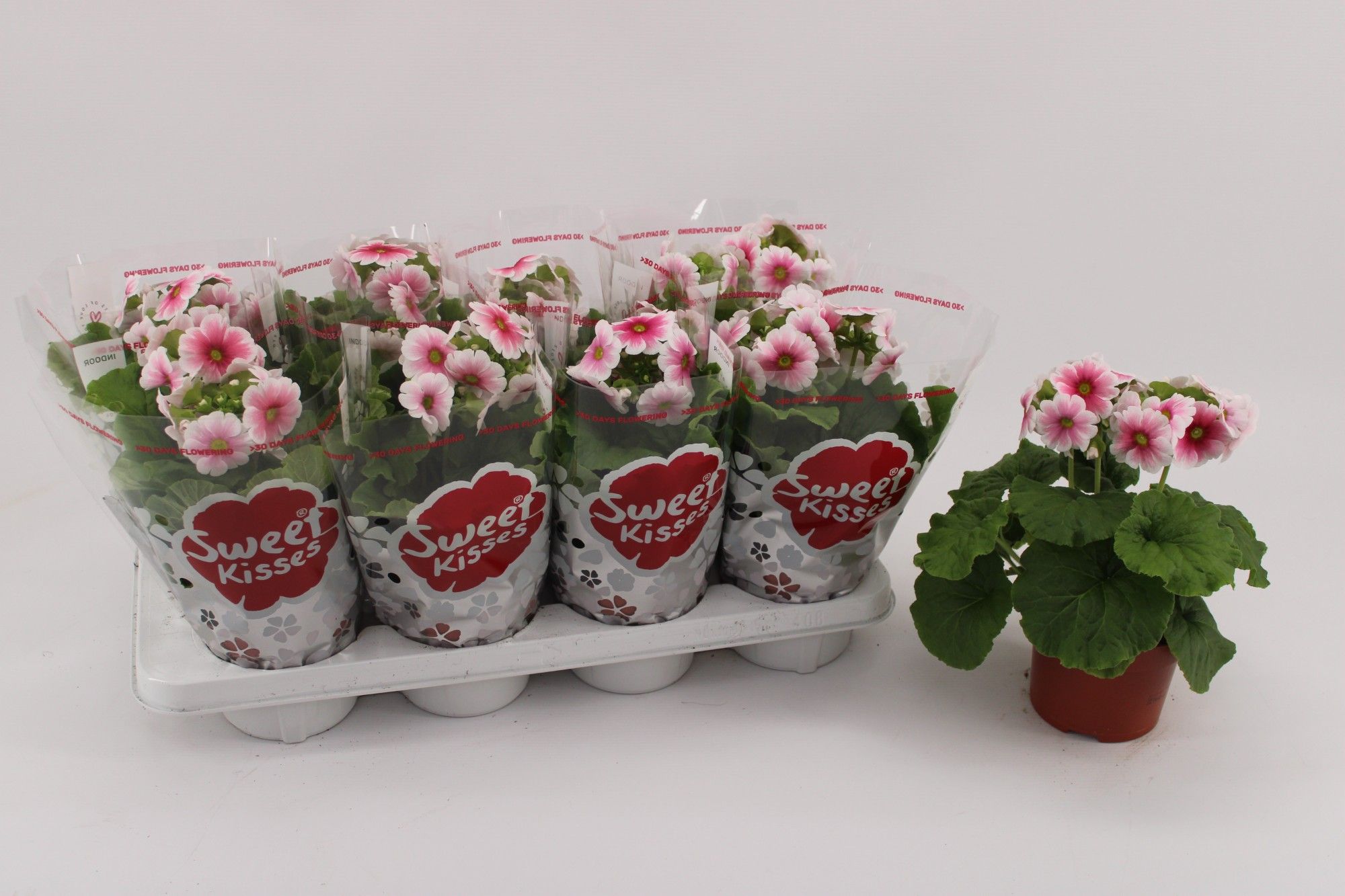 Primula Obconica Red White 13cm, D 13
