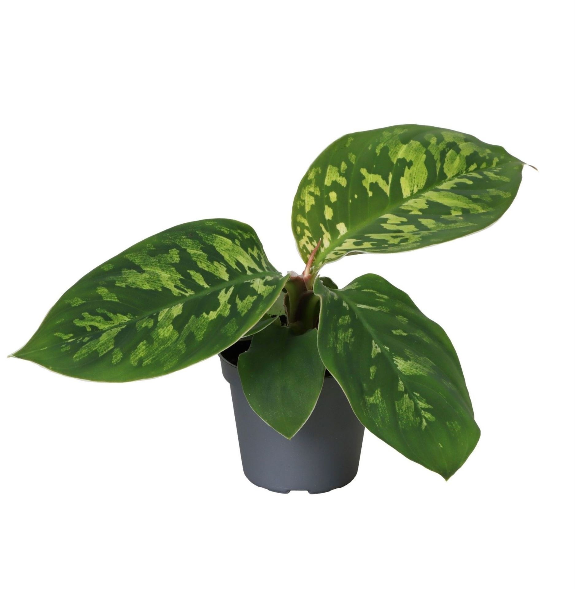 Homalomena Wallisii Camouflage 6 cm, D 6