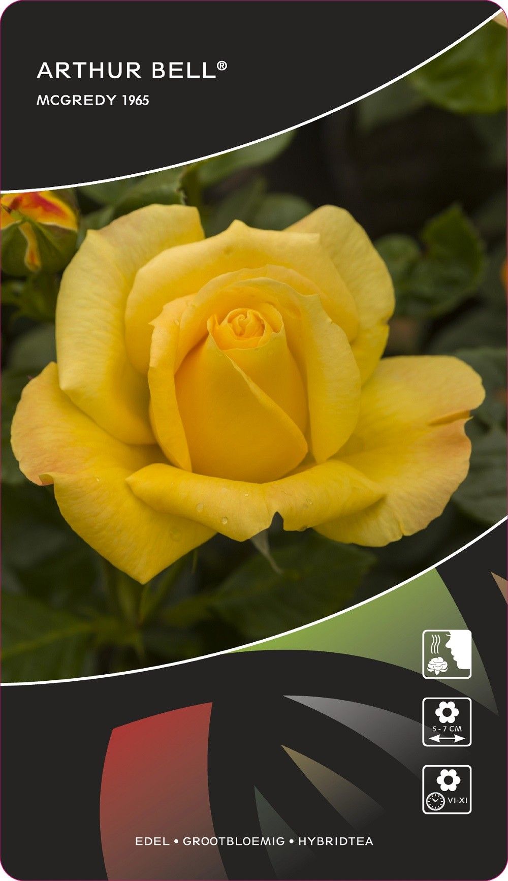 Rosa (F) Arthur Bell, D 17