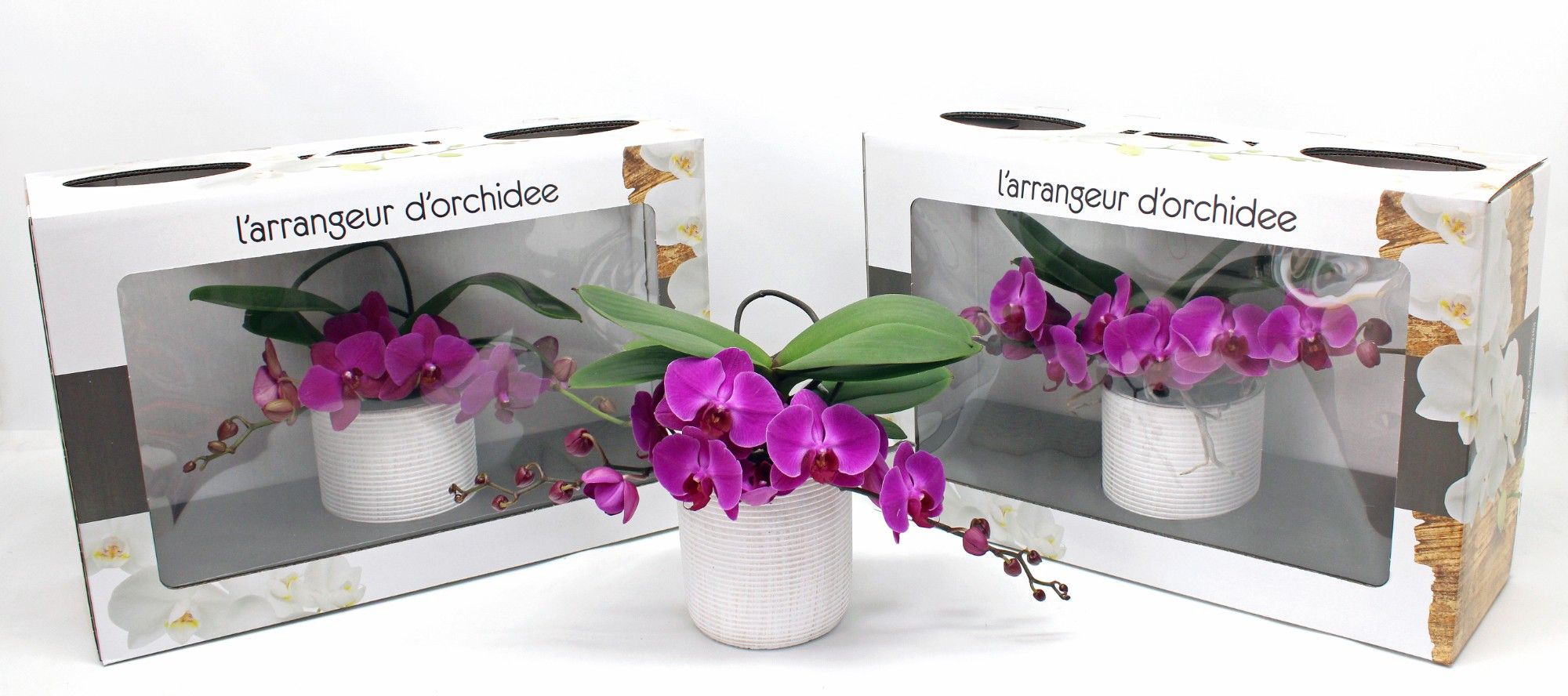 L'arrangeur D'orchidee Paars (RIJP), D 12