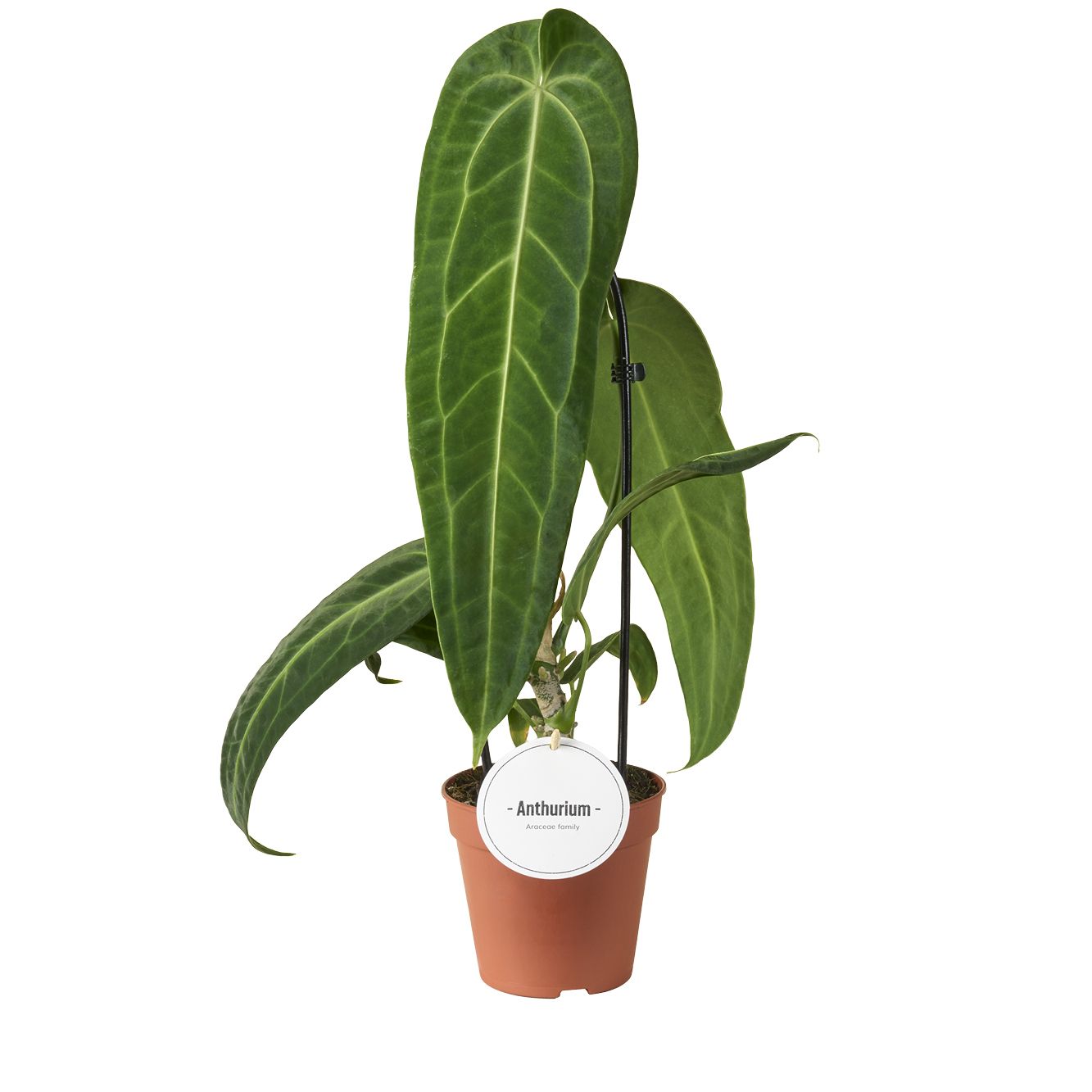 Anthurium Warocqueanum, D 12