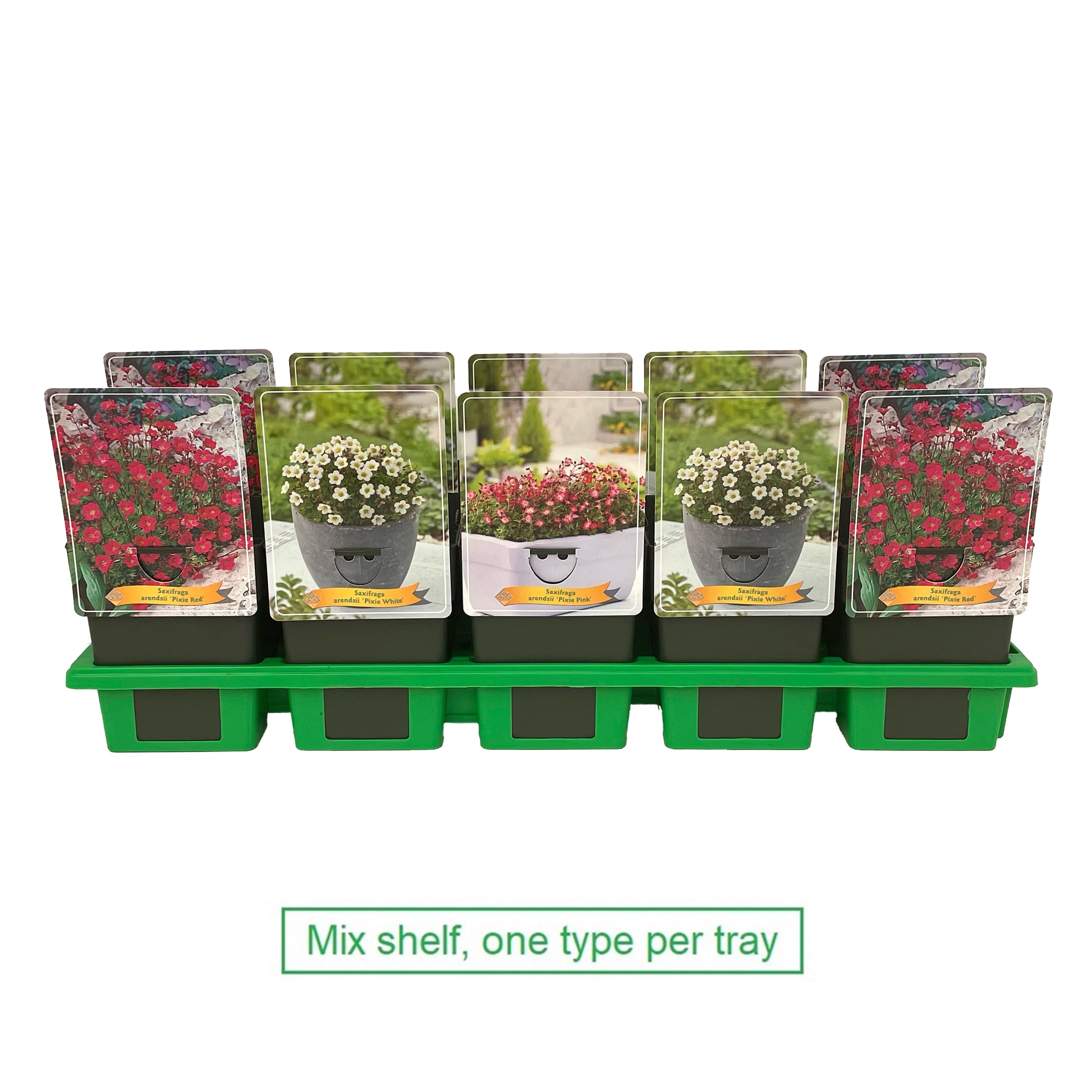 Saxifraga pixie mix laag P11, D 11