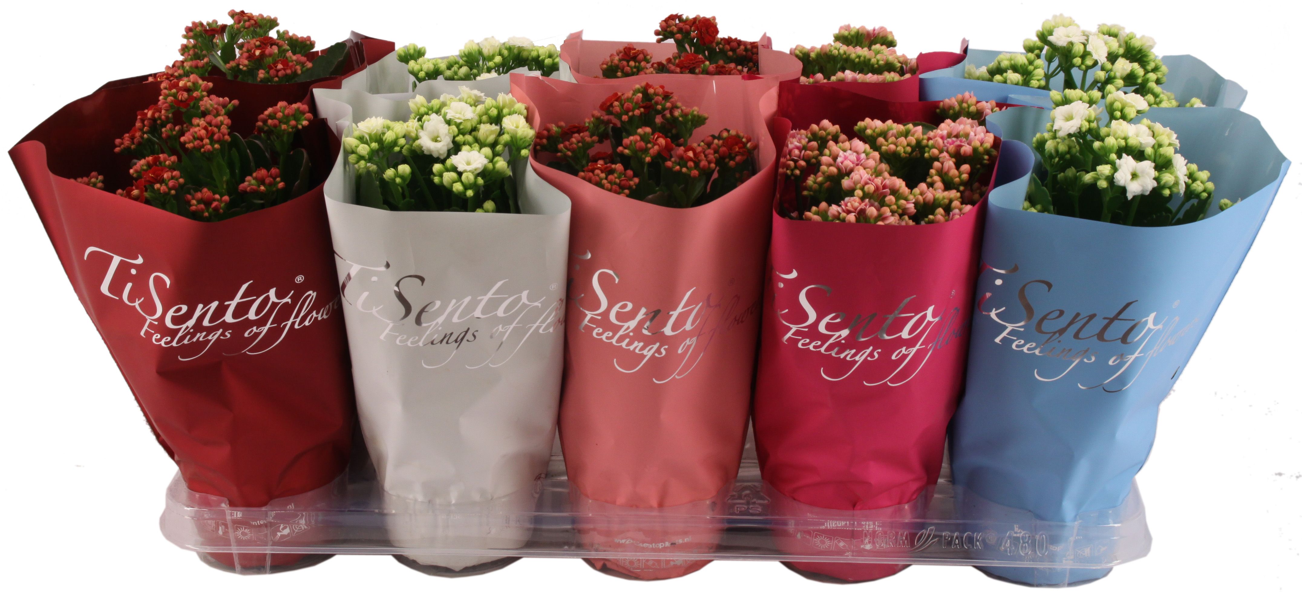 Calandiva 12 cm - November Mix, D 12