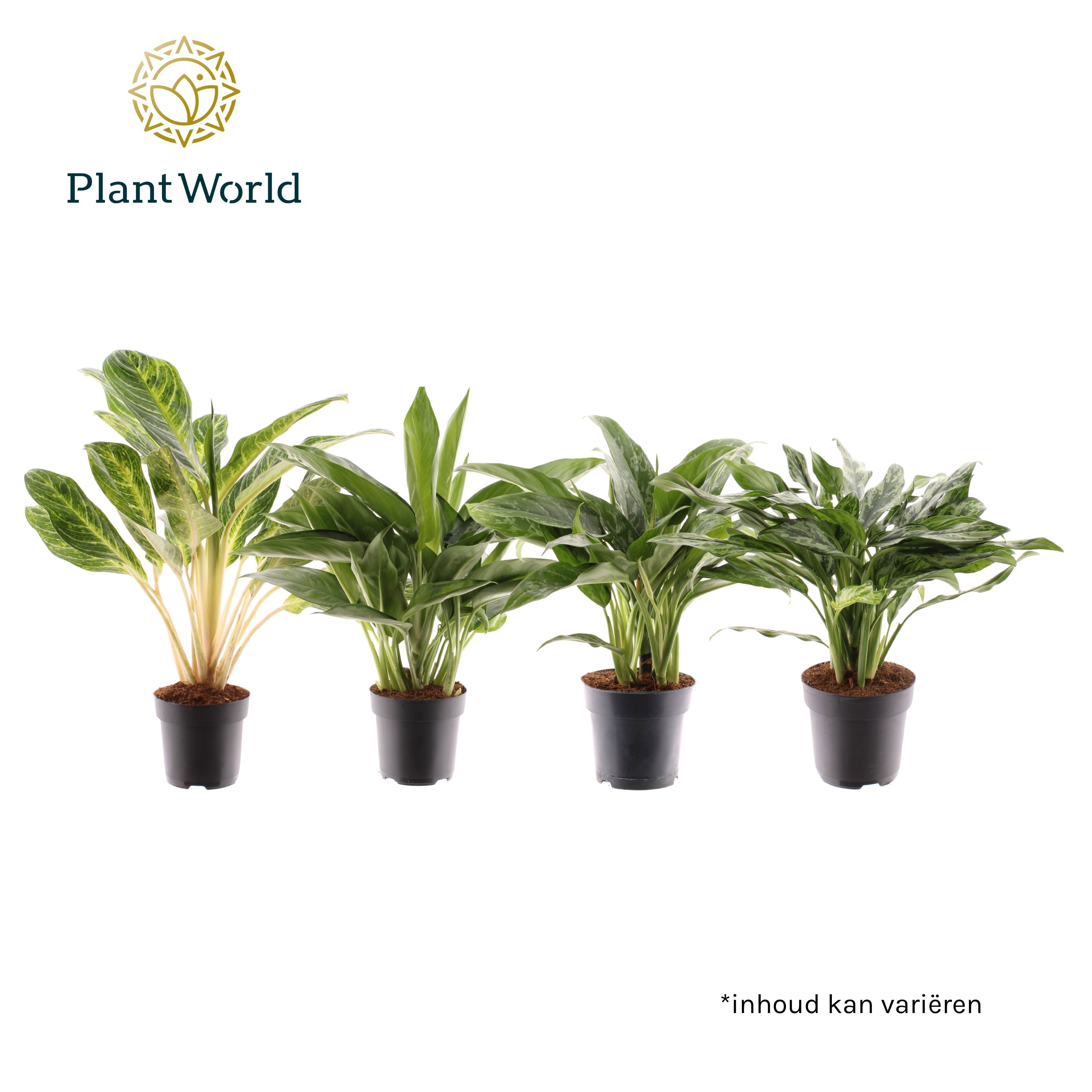 Aglaonema gemengd, D 17