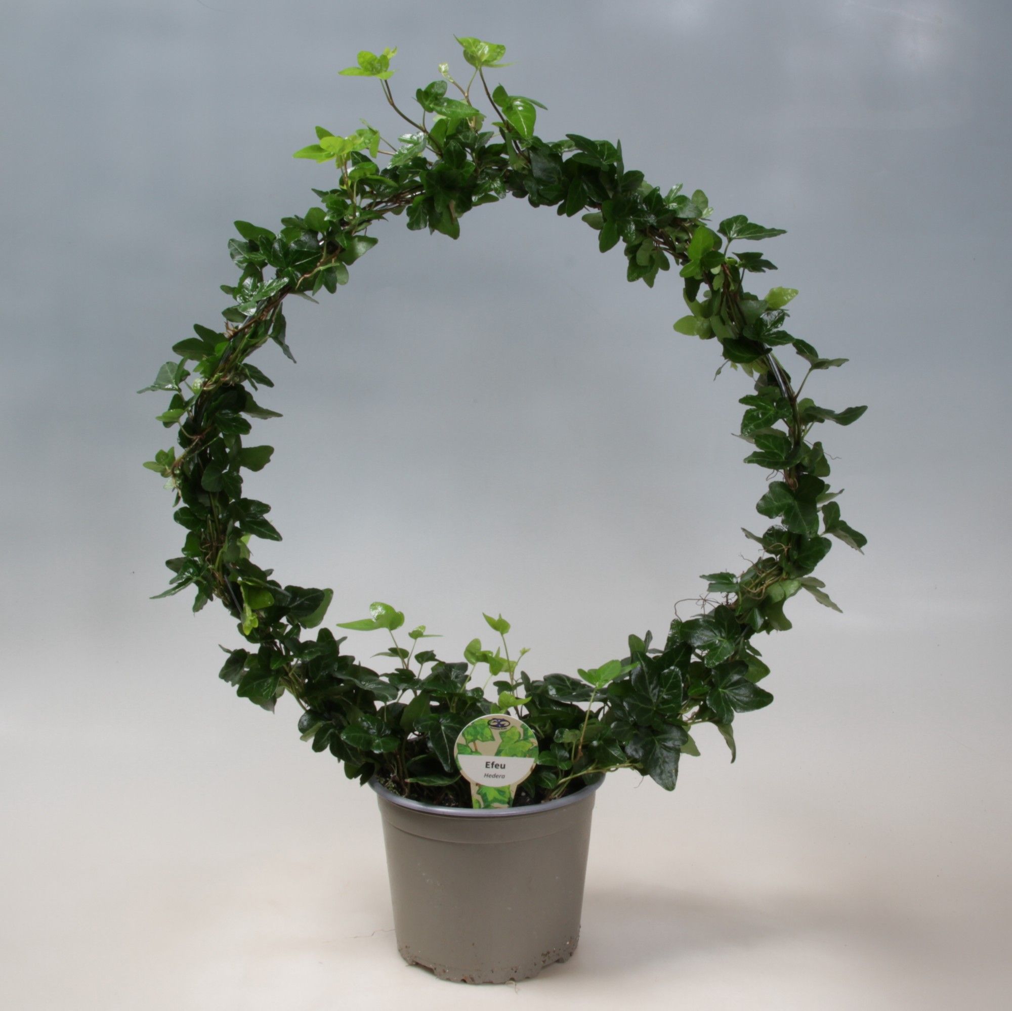 Hedera boog 17 cm, D 17