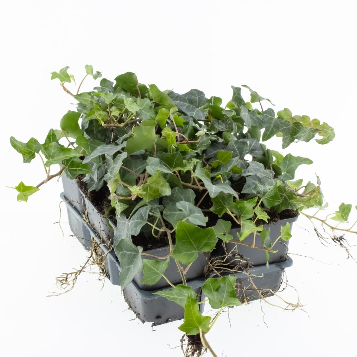 Hedera helix, D 9