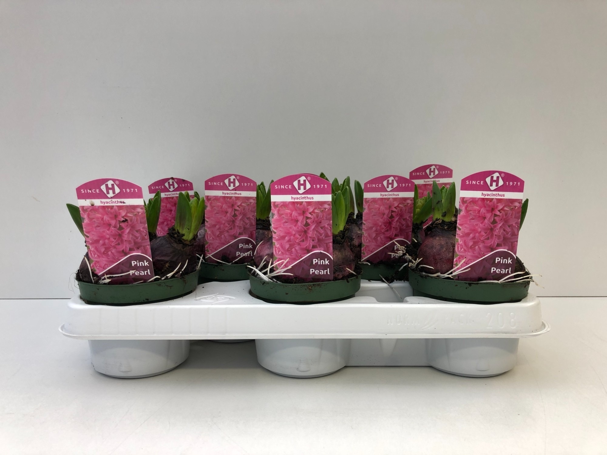 Hyacinthus Pink Pearl 9 cm., D 9