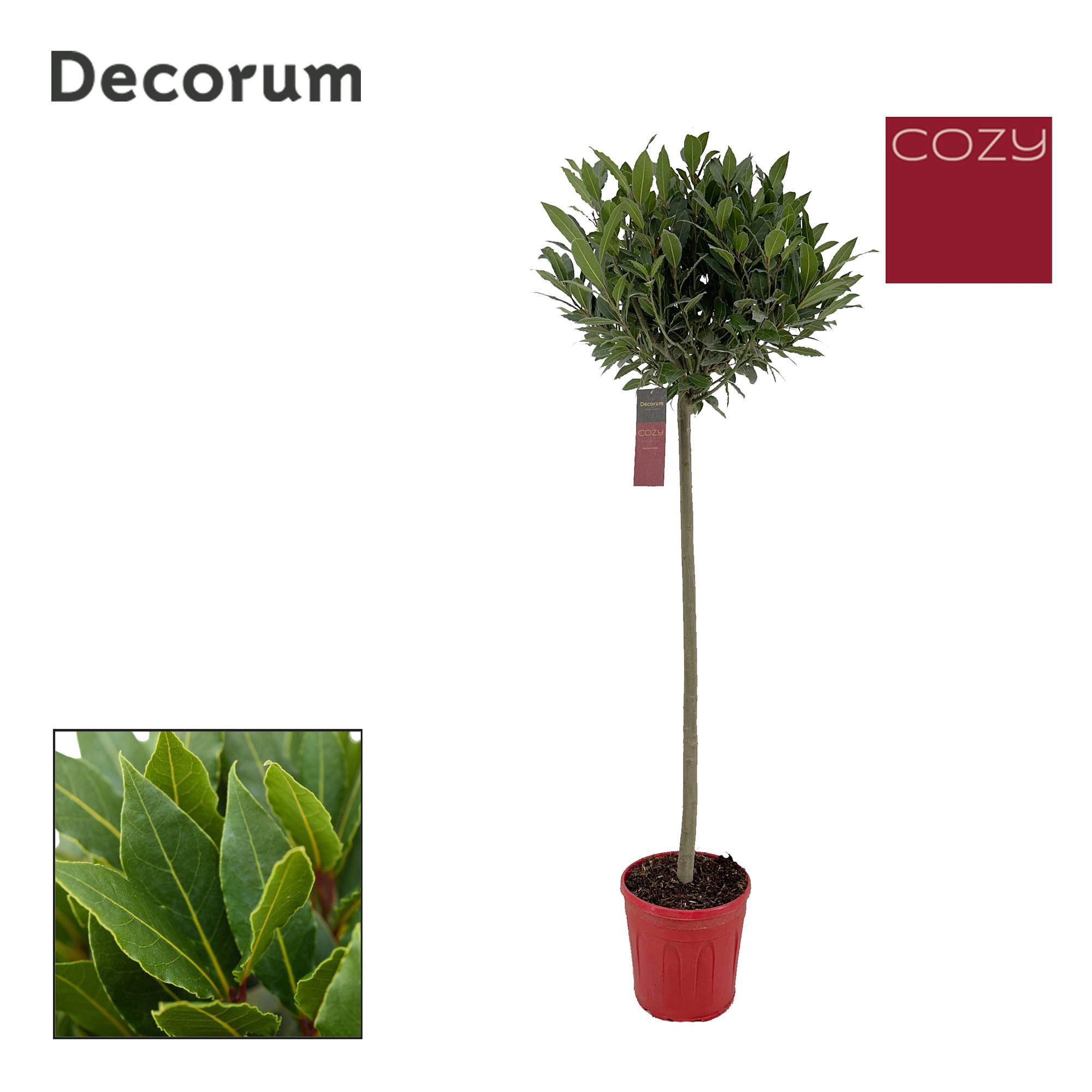 Laurus nobilis Bol op stam, D 25