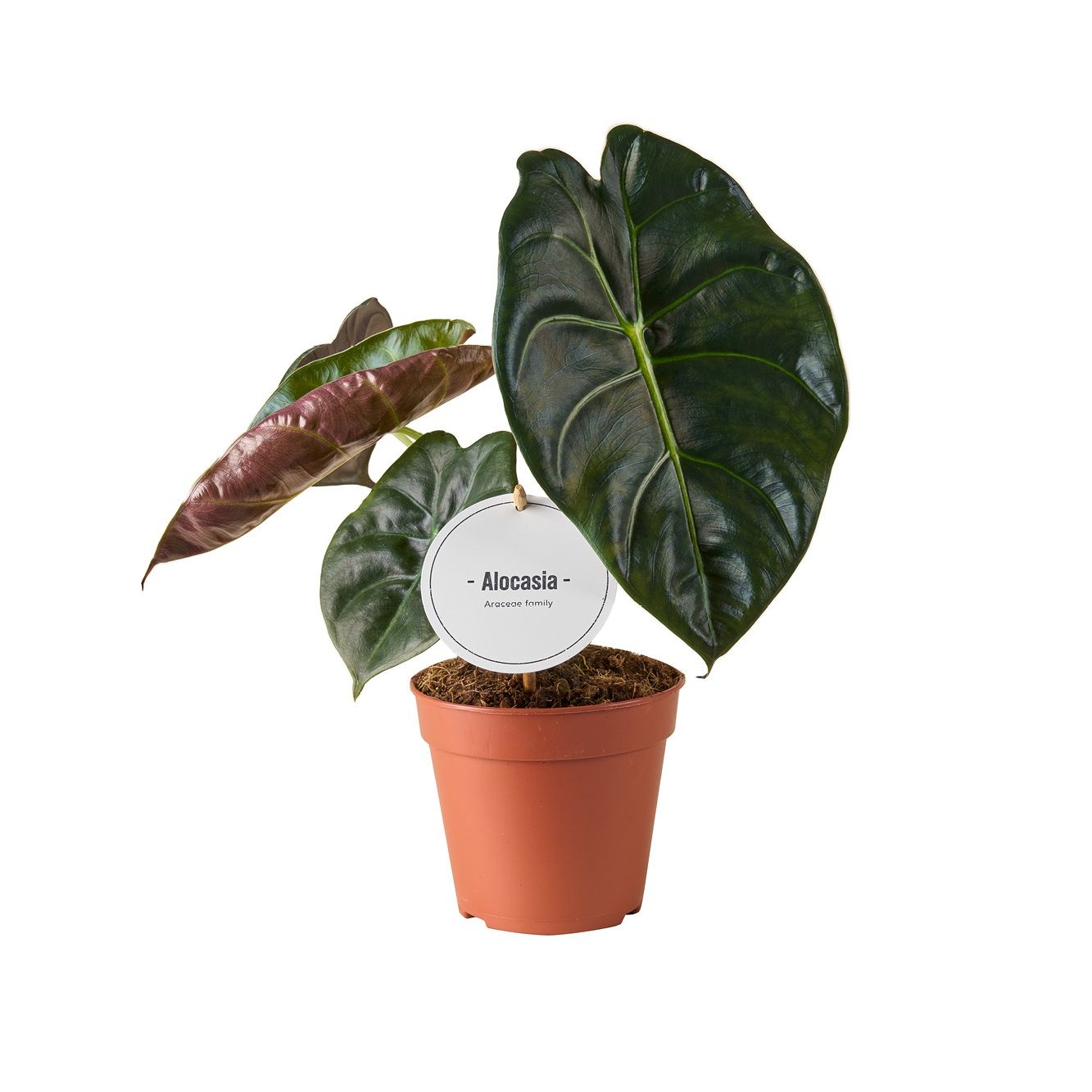 Alocasia Golden Bone, D 12