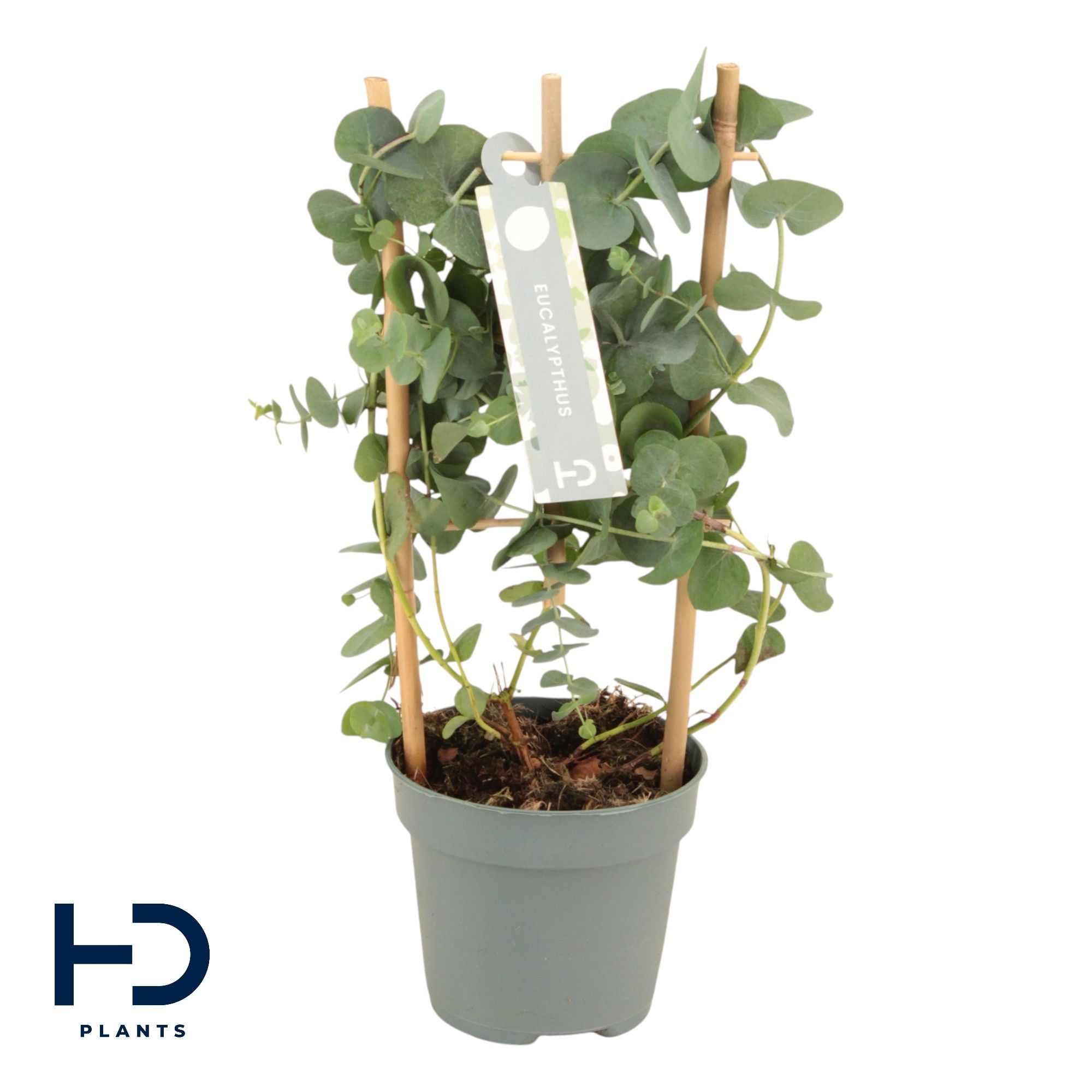 Eucalyptus cinerea Silver Dollar 12cm rek, D 12