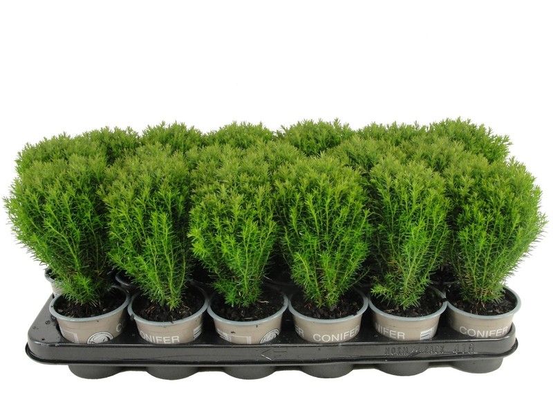 Thuja occidentalis 'Teddy', D 9