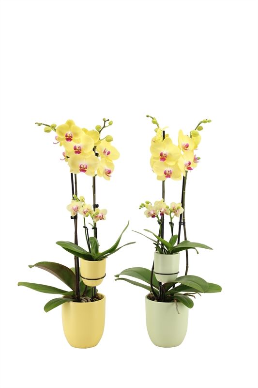 Hugo p12 citrus/green light Phal yellow 2T + Tiny Dolls 2T, D 12