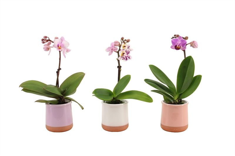 Valencia p06 mix Phal Tiny Dolls mix 1T07+ Aqu@, D 6