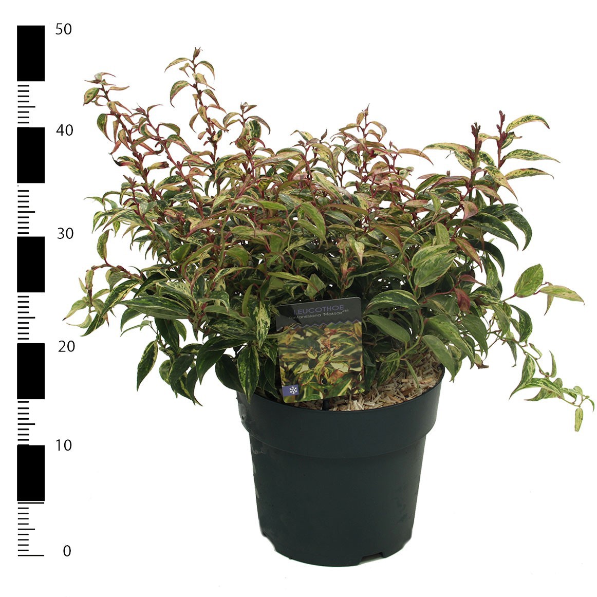 Leucothoe fontanesiana 'Makiejaz', D 23