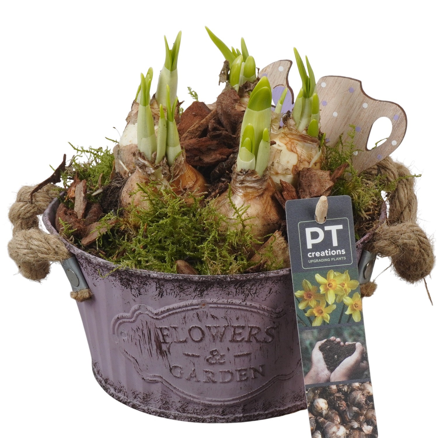 PTN8575 Arrangement Narcissus in zink pot, D 16