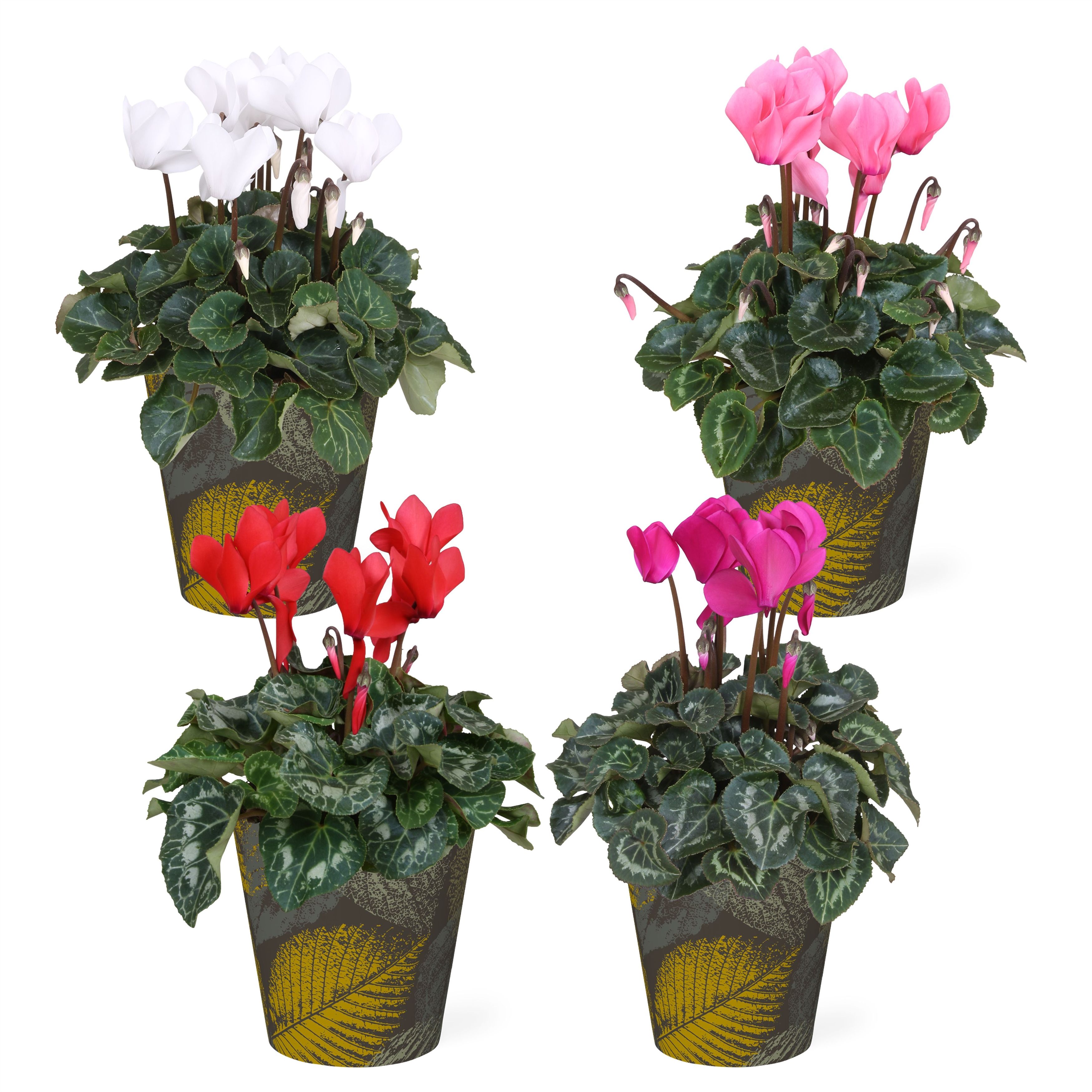Cyclamen in Smartcup Autumn Dark, D 13