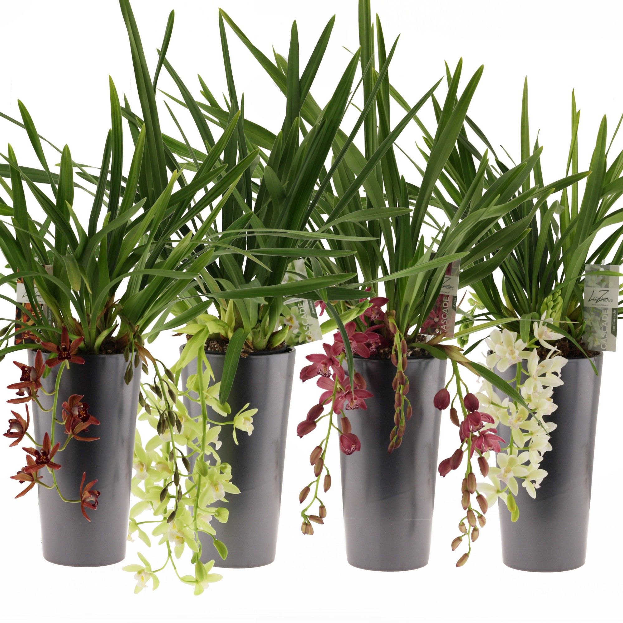 mix cascade 5-7 tak incl keramieke pot antraciet, D 14