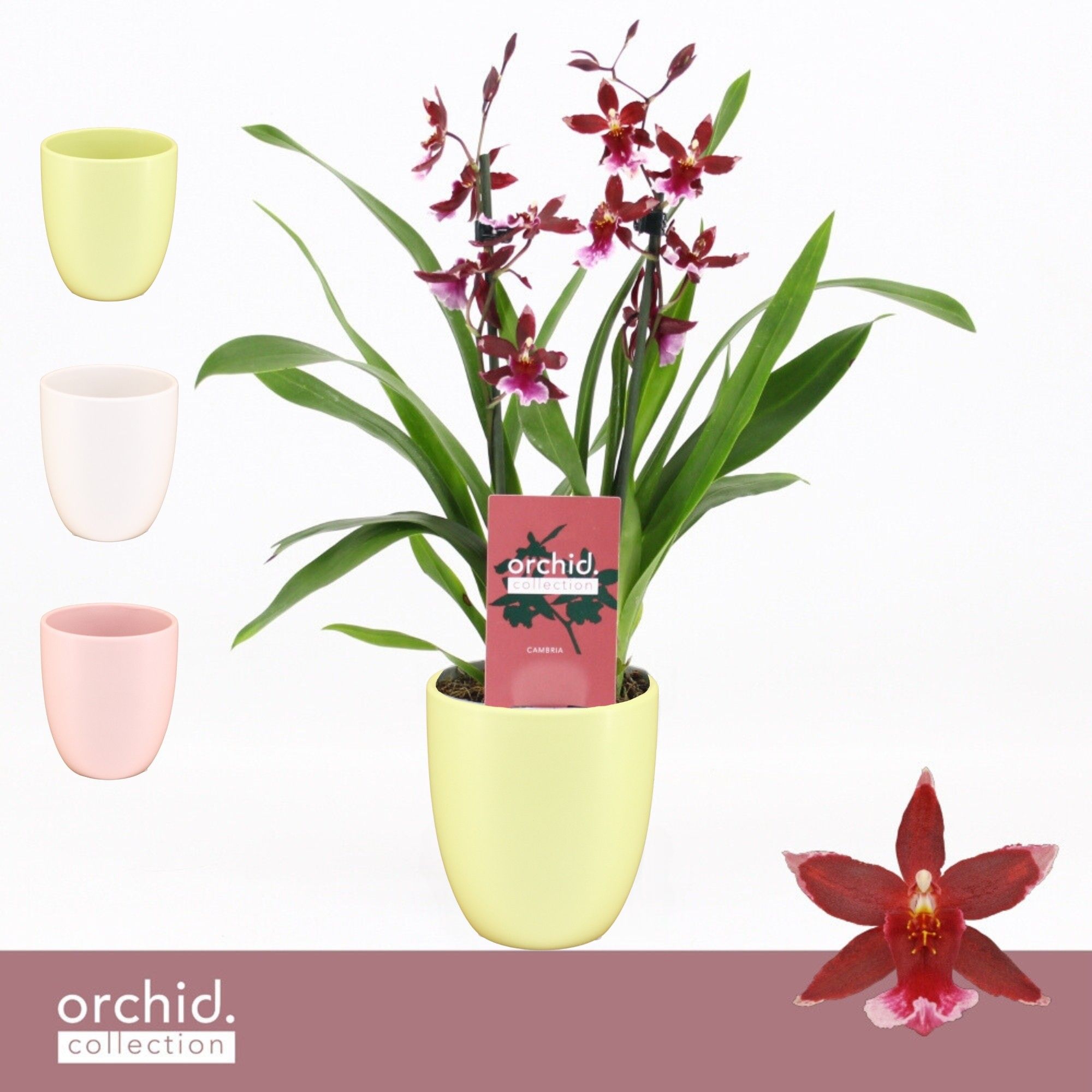 Barrocco Red, 2-spike Compact in Lotte 'Orchid Collection', D 12