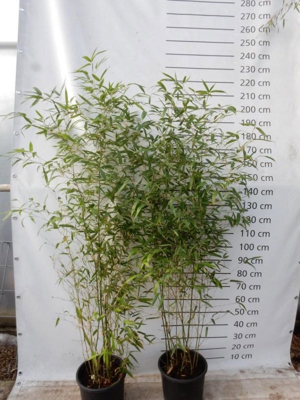 Fargesia angustissima, D 35