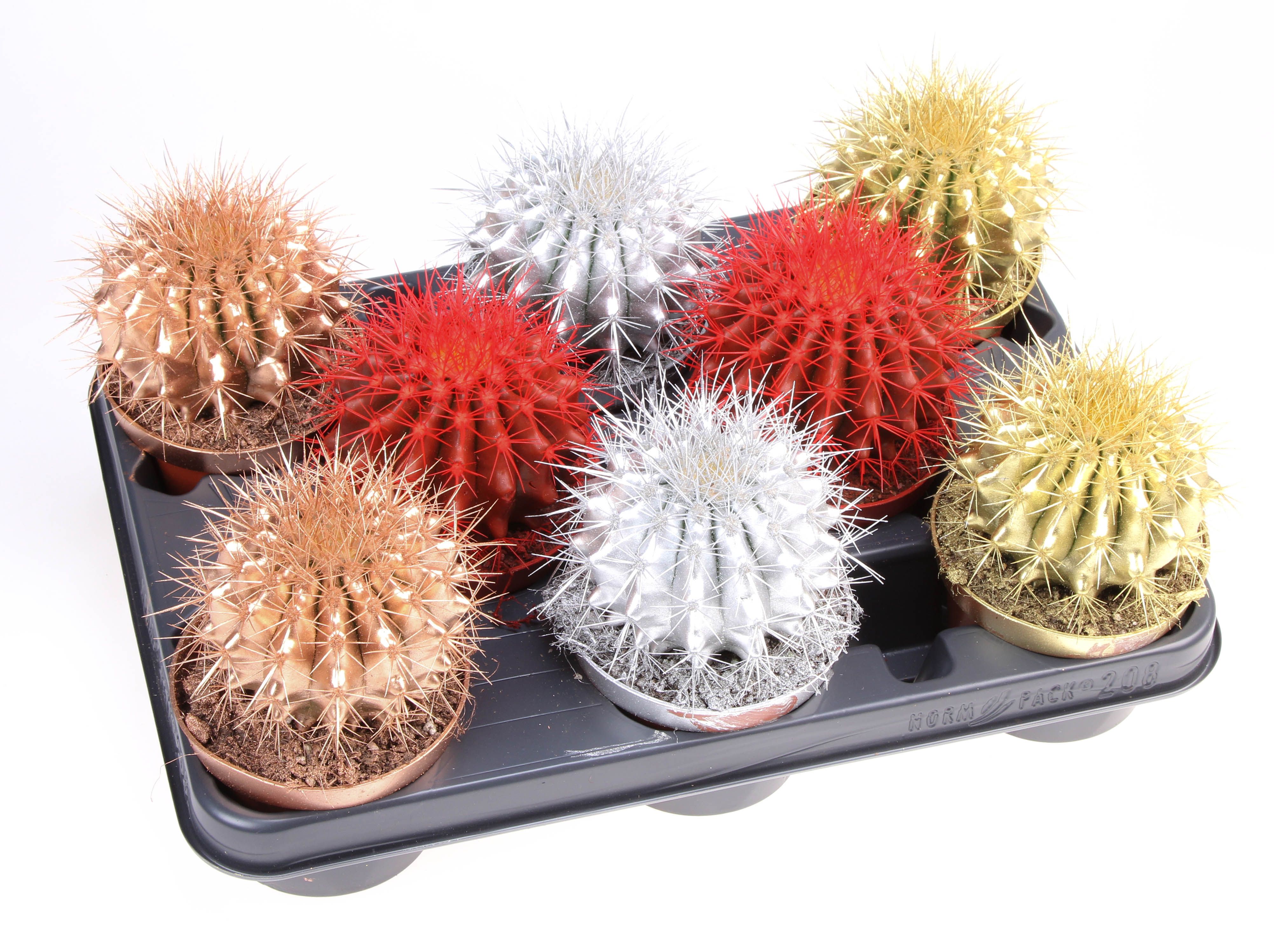 Grusonii rainbow kerstmix, D 10,5