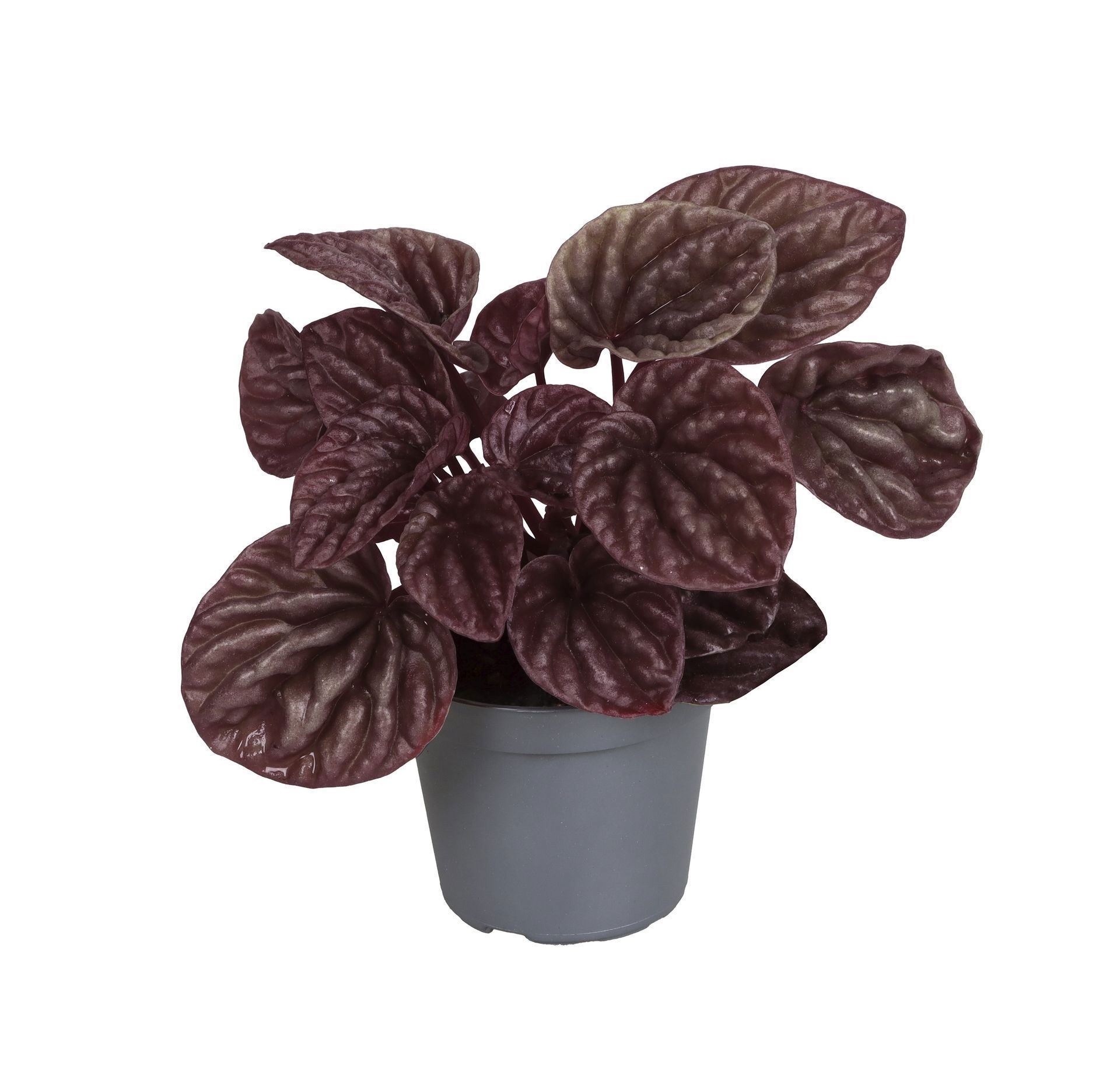 Peperomia Caperata Red Luna, D 6