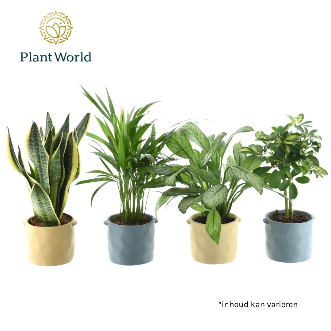 Groenmix Jamaica 14 cm in pot Charlotte, D 14