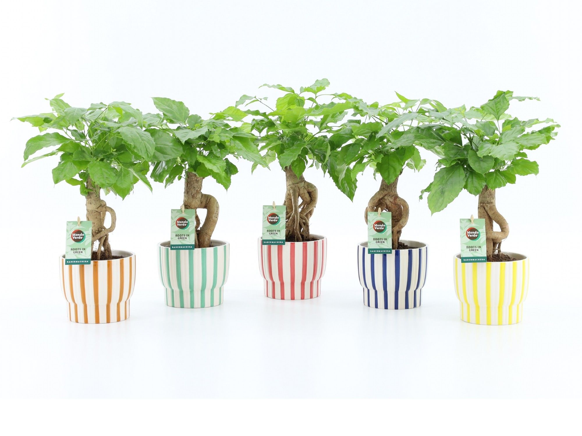 Radermachera Bonsai in Pastel Stripe, D 13